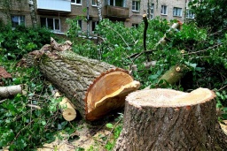 В Константиновке собираются убрать 282 аварийных дерева на 18 улицах