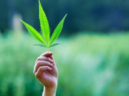 Нарколог: с легализацией каннабиса наркозависимые начнут &laquo;ломиться&raquo; за справками к врачам