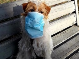 В Украине возобновят работу зоомагазины - Кабмин