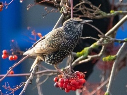Прогноз погоды на 17 марта: В Украине без существенных осадков, днем до +13&deg;C
