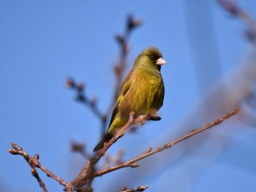 Прогноз погоды на 6 апреля: В Украине малооблачно, днем до +14&deg;C