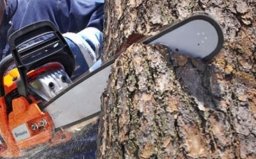 В Константиновском районе &laquo;черные лесорубы&raquo; уничтожили акации на 15 000 гривень