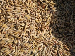 Эксперт рассказал, какой товар Украина может предложить на внешних рынках во время пандемии