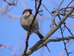 Синоптик: 19 марта в Украине будет сухо и очень тепло