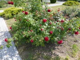 Дорогие клумбы: В Константиновке на уход за зелеными насаждениями потратят больше миллиона гривен