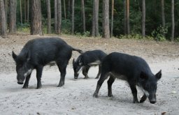 В ландшафтном парке «Клебан-Бык» продолжается мор диких кабанов