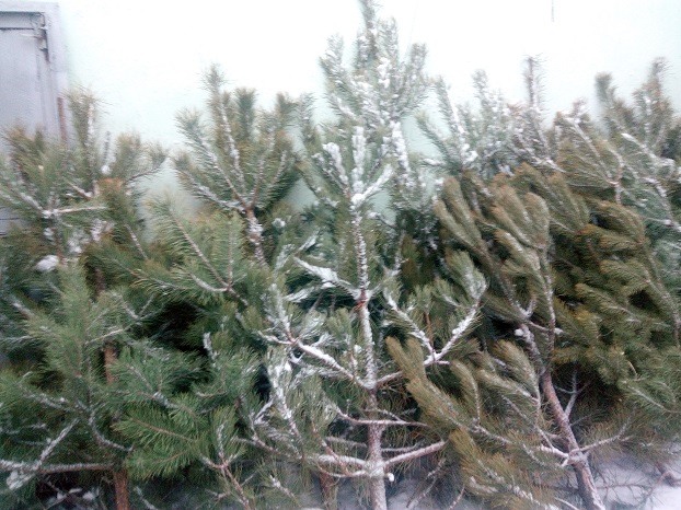 Журналисты ZI&nbsp;&laquo;попробовали&raquo; елочку на&nbsp;зуб