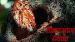 &laquo;Красная сова&raquo;: Как оградить детей от новой деструктивной игры