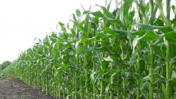 Украина кормит полмира, обдирая собственных фермеров &ndash; эксперт