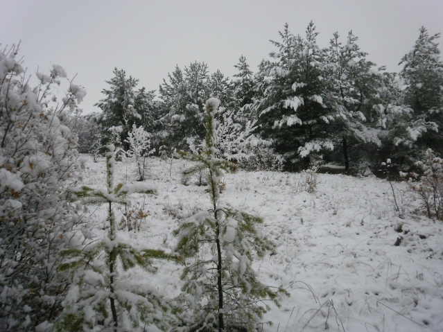 Донецкий край