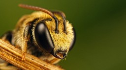 Пчела смогла вытащить гвоздь из стены (ВИДЕО)