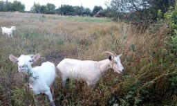 Еще одна проблема Константиновки &ndash; козы&hellip;