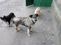 В Константиновке собаки набрасываются на людей