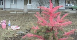 
Как в Константиновке планируют защитить елки от вандалов
