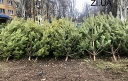 &laquo;Елочный базар&raquo; в Константиновке: По какой цене продают сосны?