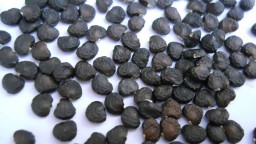 Подросток впал в кому после употребления зерен дурмана